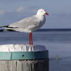 silver gull