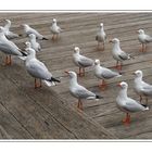 Silver Gull (Australian Gull)