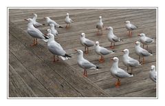 Silver Gull (Australian Gull)