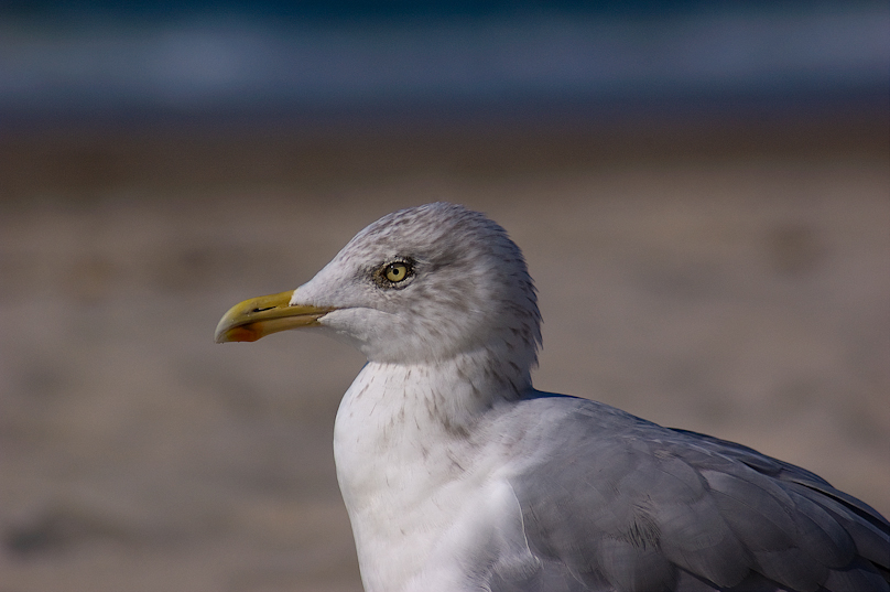 Silver Gull thinking..