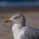 Silver Gull thinking..