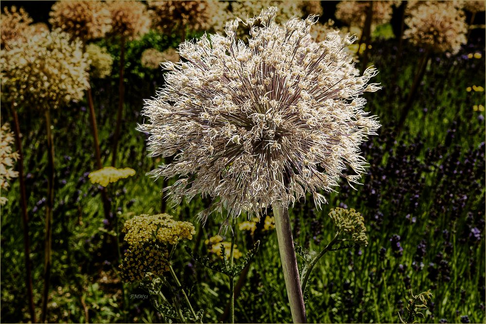 Silver Hair Allium