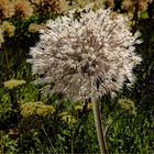 Silver Hair Allium