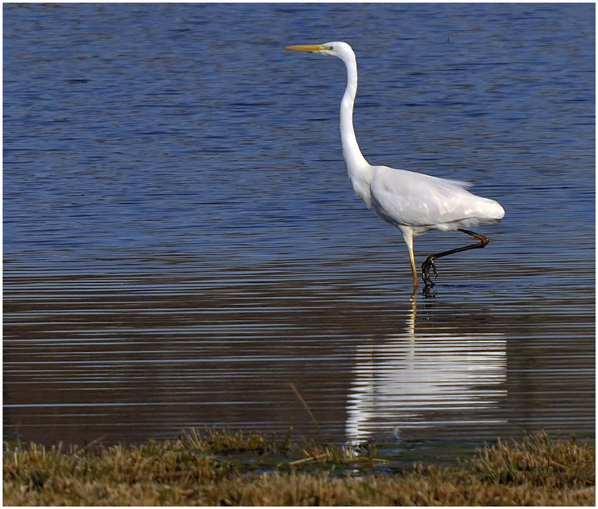 silver heron