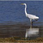 silver heron