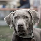 Silver Labrador