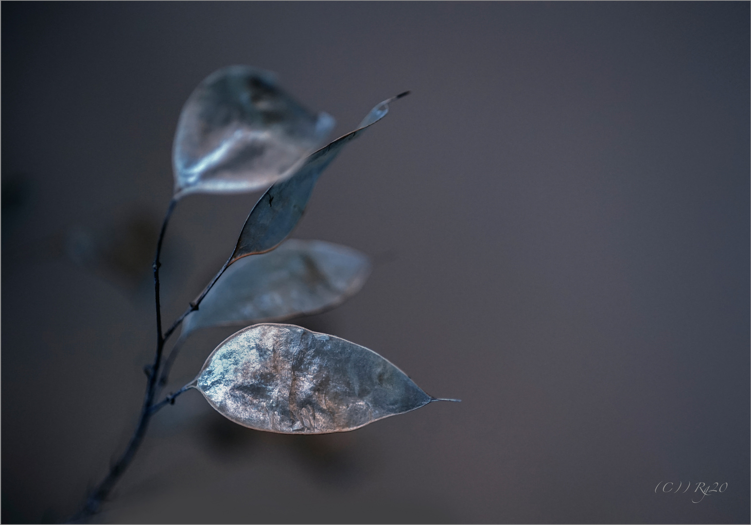 silver leaf