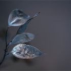 silver leaf