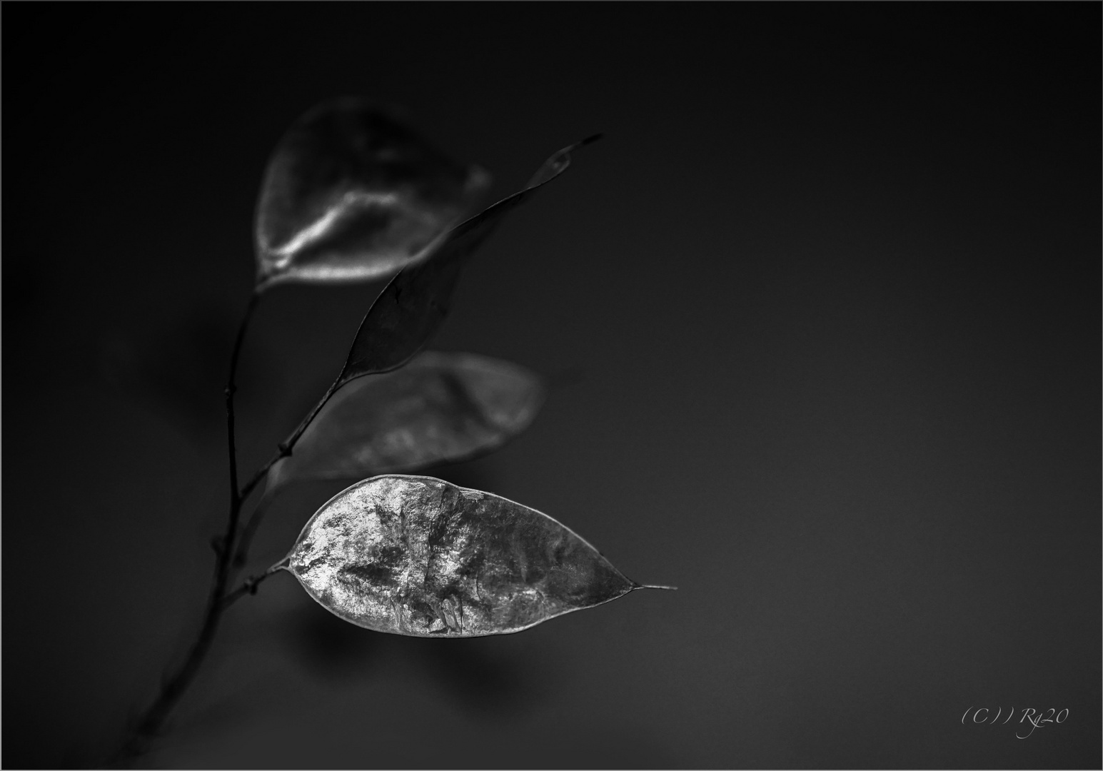 silver leaf monochrome