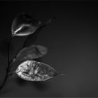 silver leaf monochrome