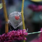 Silver Physalis Skeleton - Solanaceae