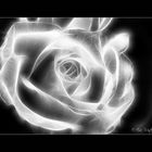 ~ SILVER ROSE ~