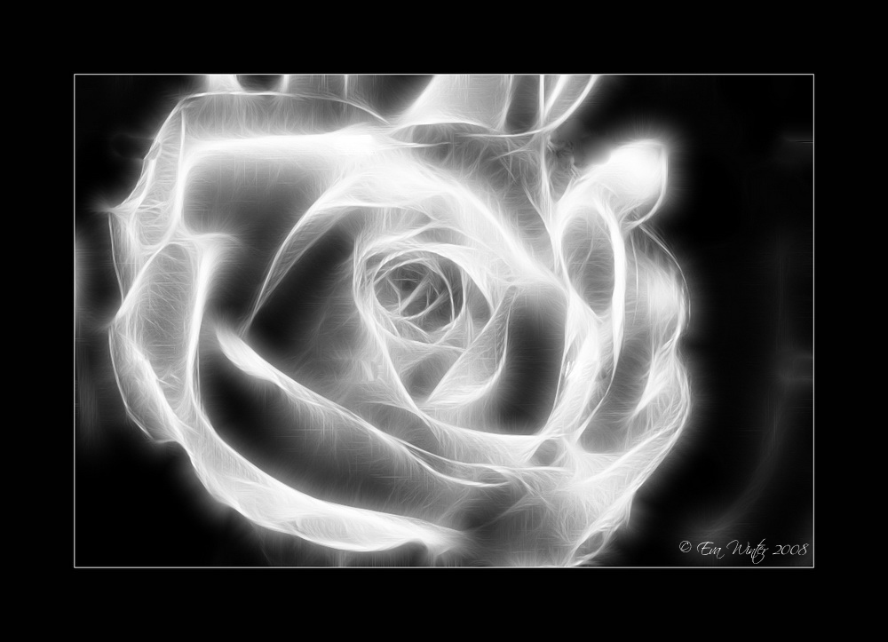 ~ SILVER ROSE ~