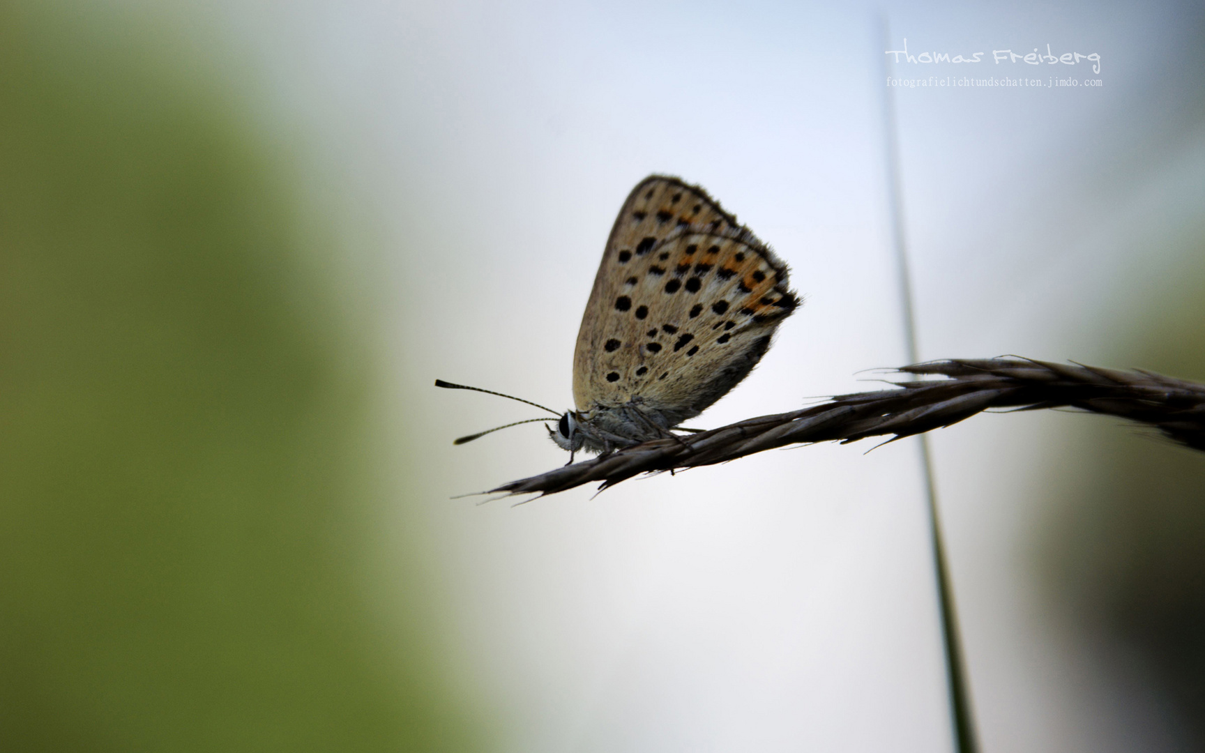 Silver-studded Blue (Plebejus argus)