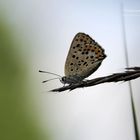 Silver-studded Blue (Plebejus argus)