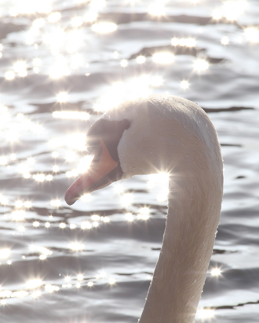 "Silver-Swan"