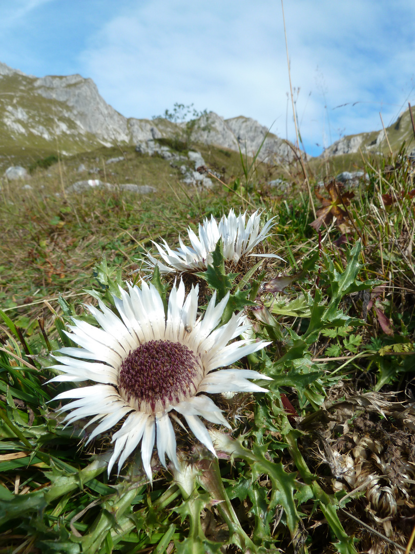 silver thistle [Carlina acaulis]