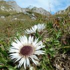 silver thistle [Carlina acaulis]