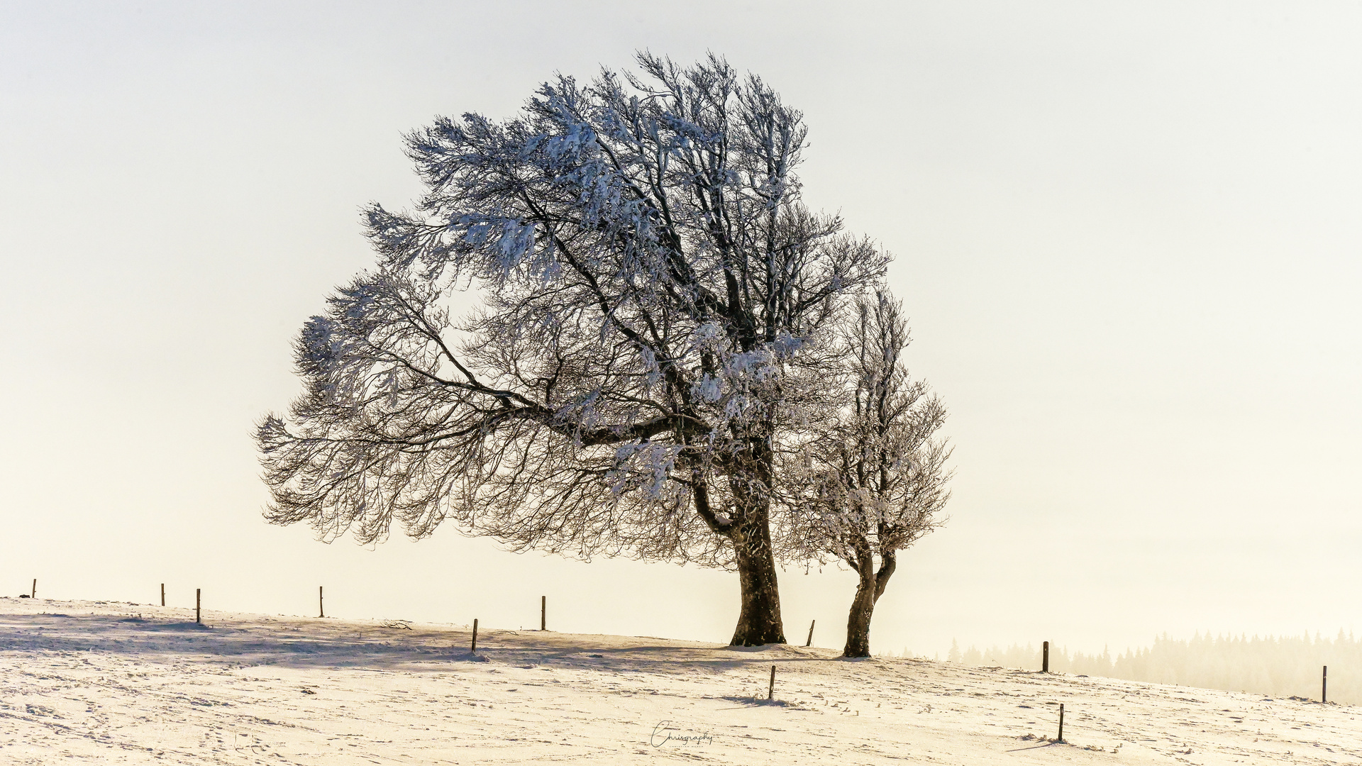 Silver Tree