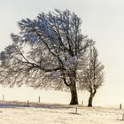 Silver Tree