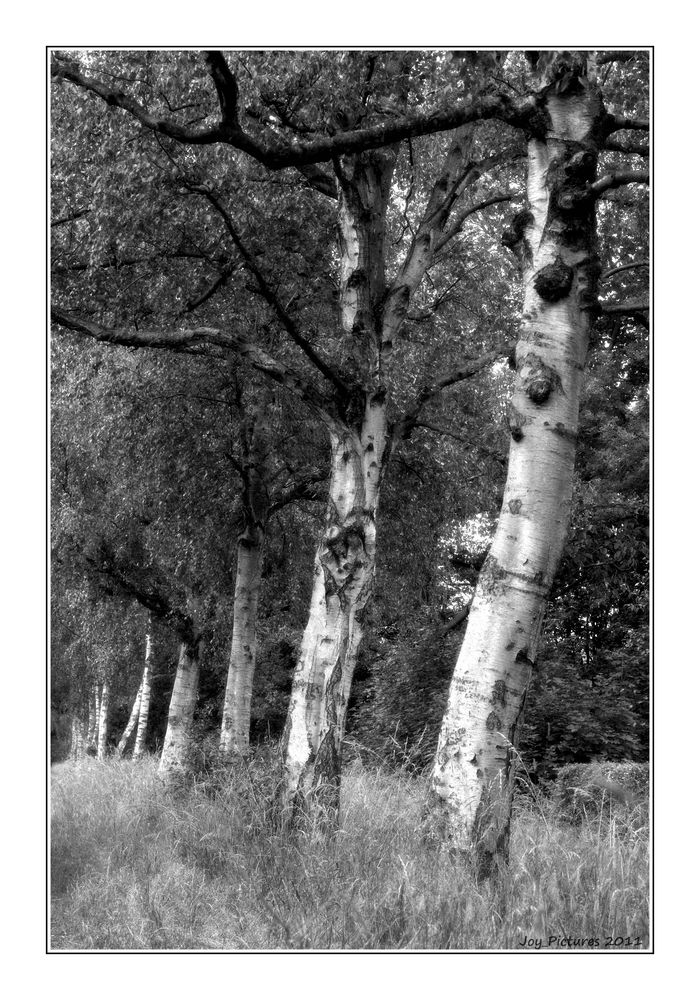 Silver Trees