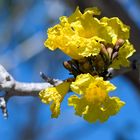 Silver Trumpet Tree (Tabebuia caraiba, syn. T. argentea)