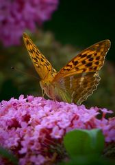 Silver-washed Fritillary