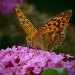 Silver-washed Fritillary