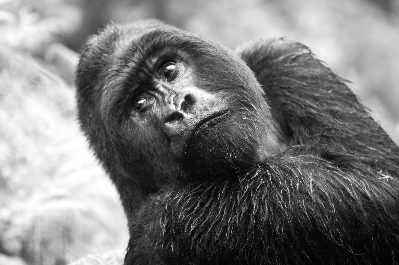 Silverback Ayasha 2, Ruanda Parc National de Volcans