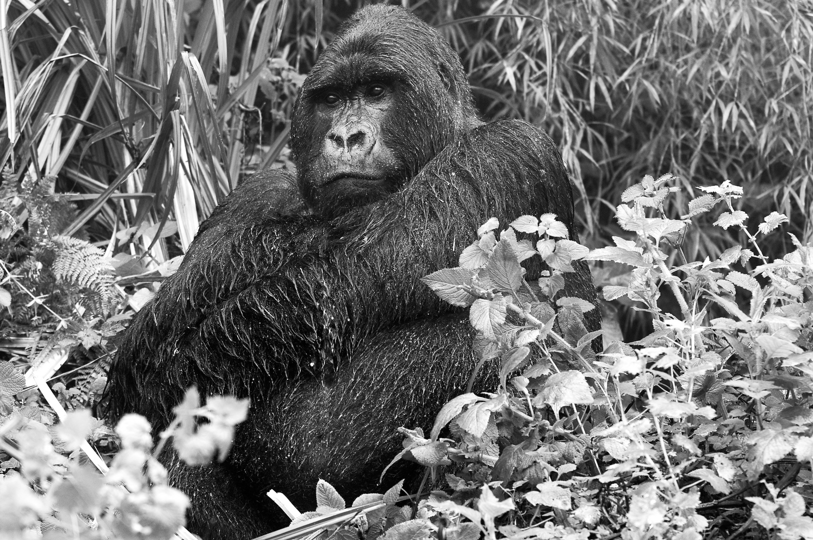 Silverback Ayasha, Ruanda Parc National de Volcans