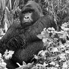 Silverback Ayasha, Ruanda Parc National de Volcans