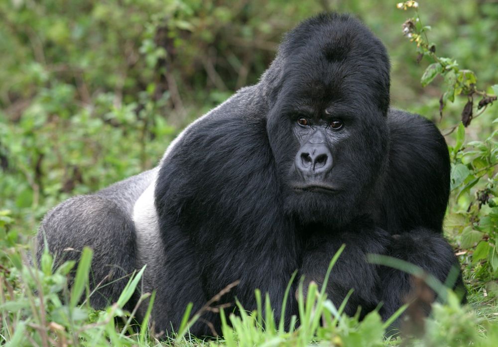 Silverback (der Vater von "babyboy") - Berggorilla aus dem Virunga Nationalpark, Rwanda von Erwin F. 