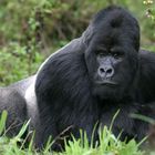 Silverback (der Vater von "babyboy") - Berggorilla aus dem Virunga Nationalpark, Rwanda