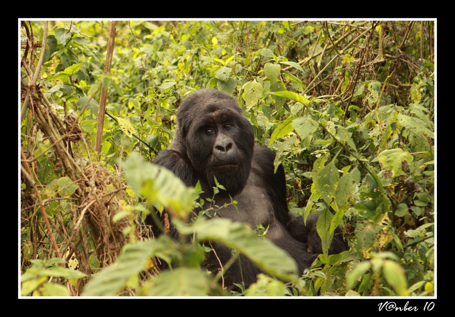 Silverback - Gorilla