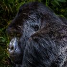 Silverback in the Volcanoes National Park Rwanda