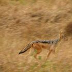 Silverback Jackal in Masai Mara - Kenya