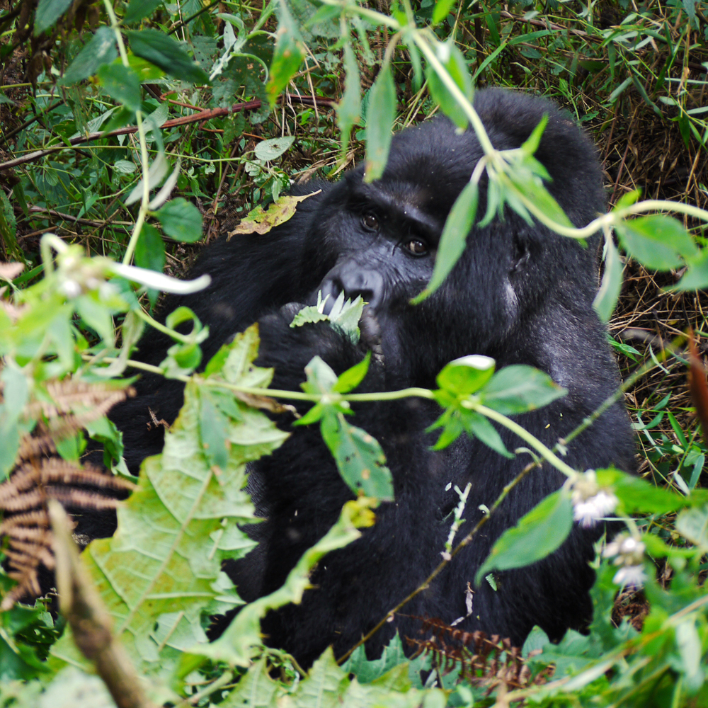 Silverback Kisoro