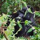 Silverback Kisoro