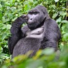 Silverback Mwirima