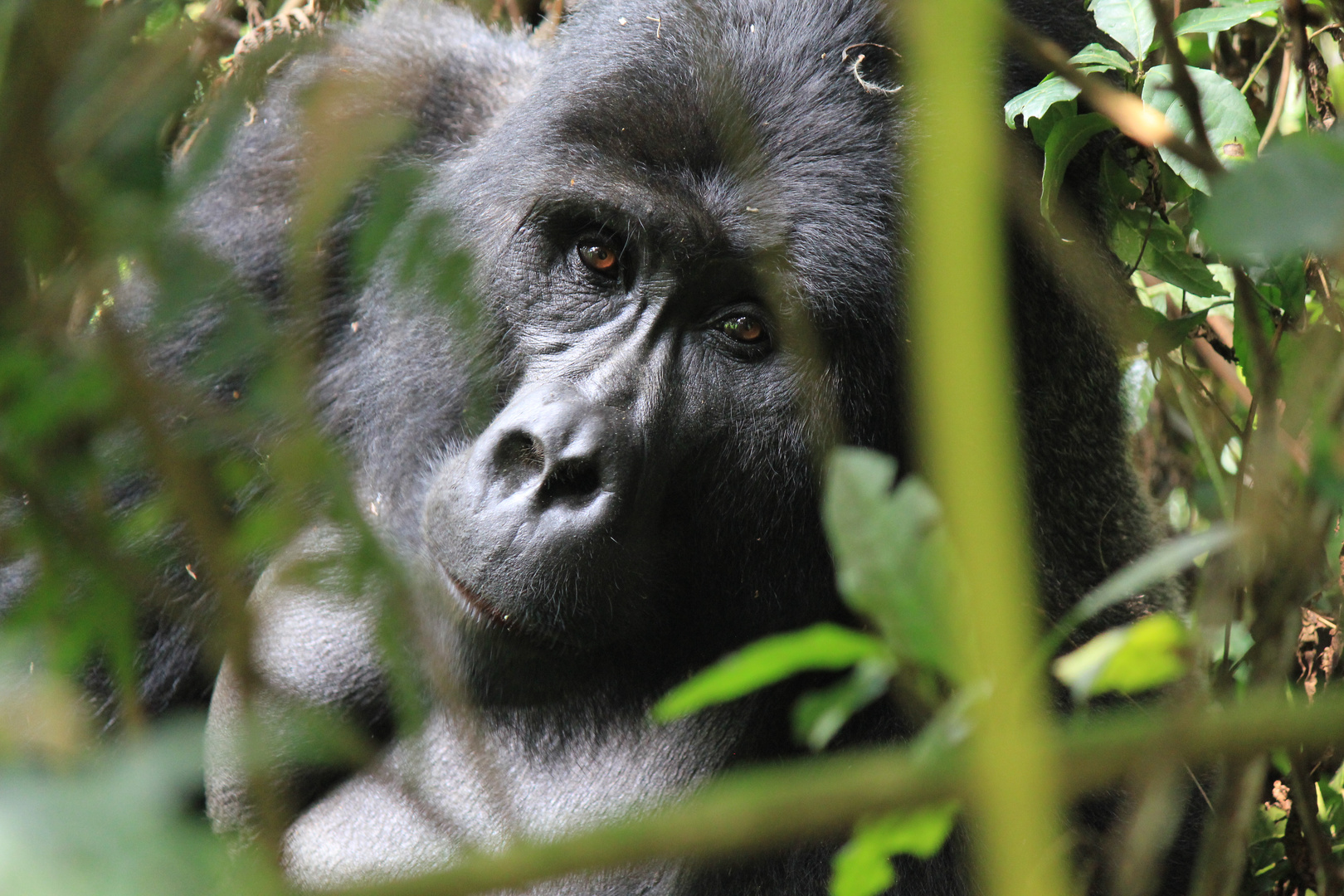 Silverback of the Mishaya Group