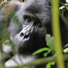 Silverback of the Mishaya Group