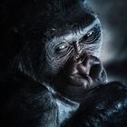 Silverback Portrait