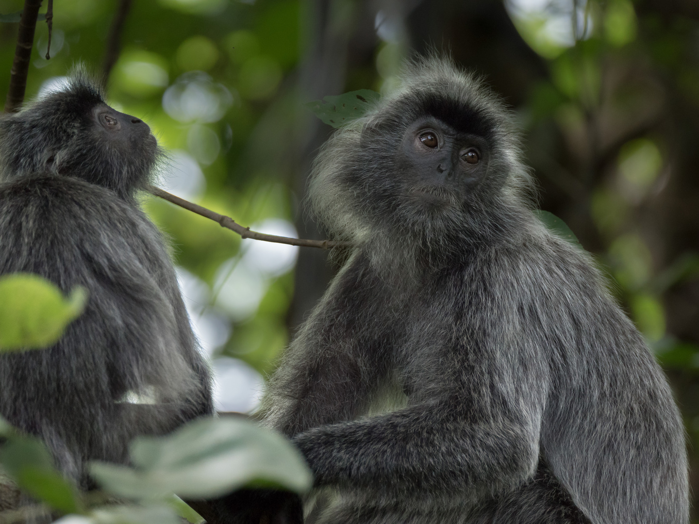 silvered leaf monkey