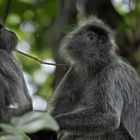 silvered leaf monkey