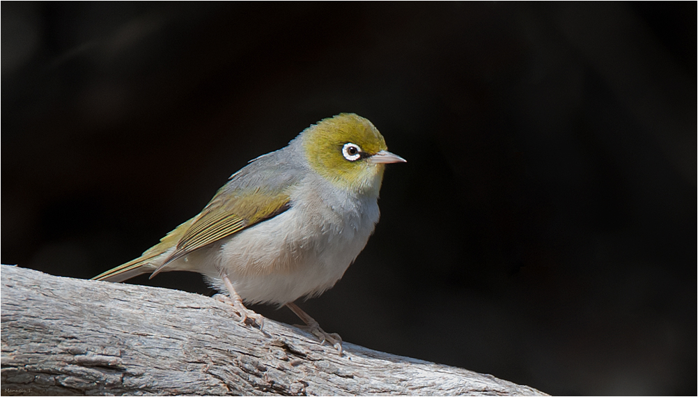 Silvereye