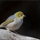 Silvereye