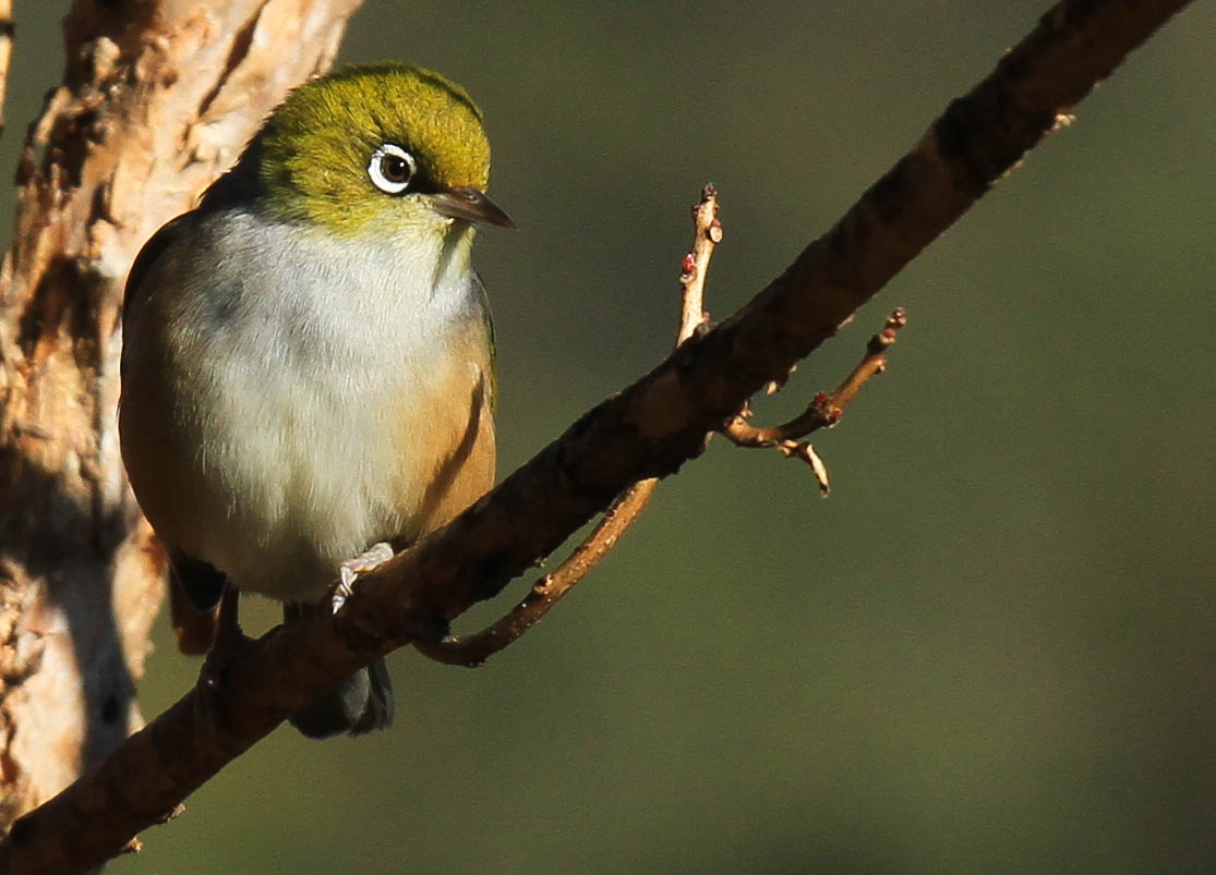 Silvereye