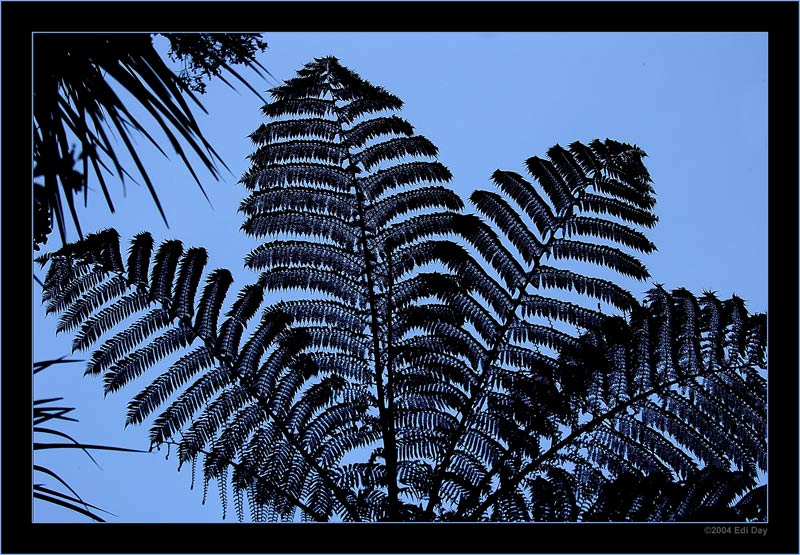 Silverfern