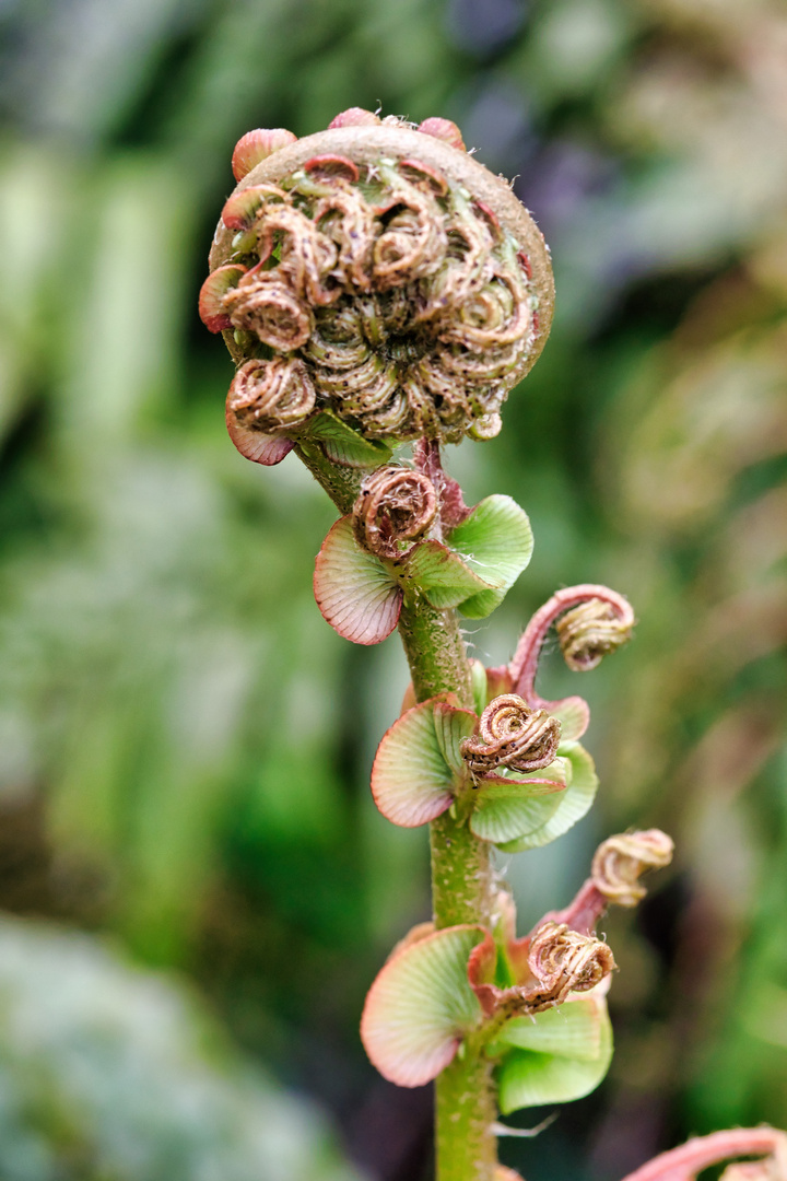 Silverfern