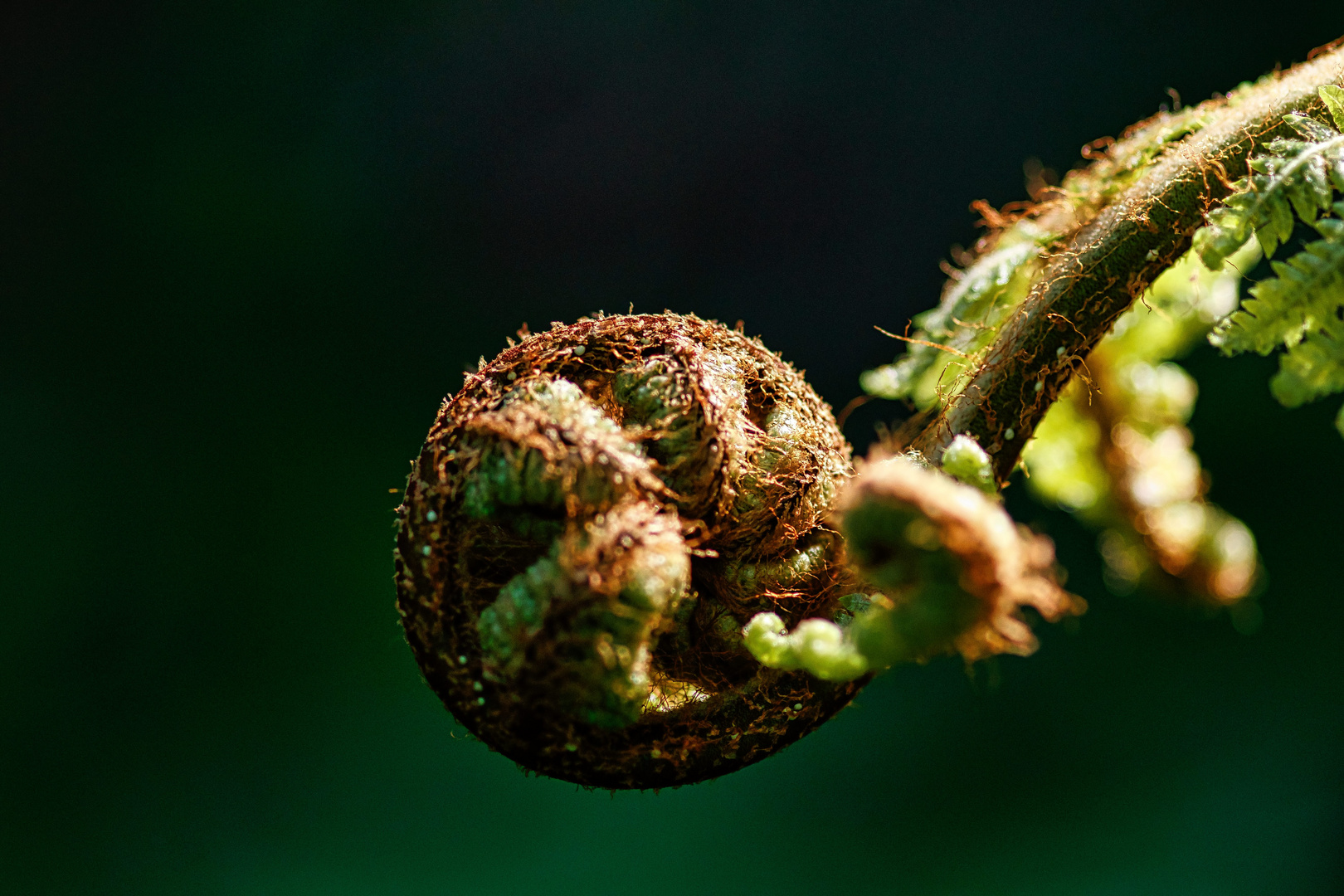 Silverfern